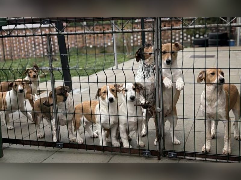 Billy, Jack Russel Mix Baby