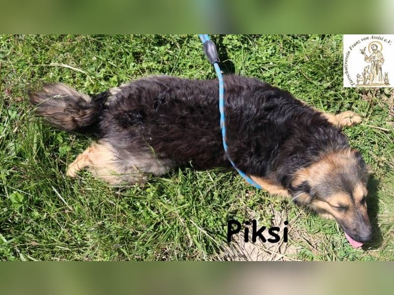 Piksi – ein Energiebündel, das raus will