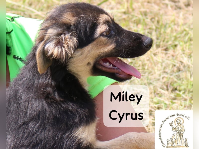 Miley Cyrus – klein, frech und definitiv kein Fan von Langeweile!