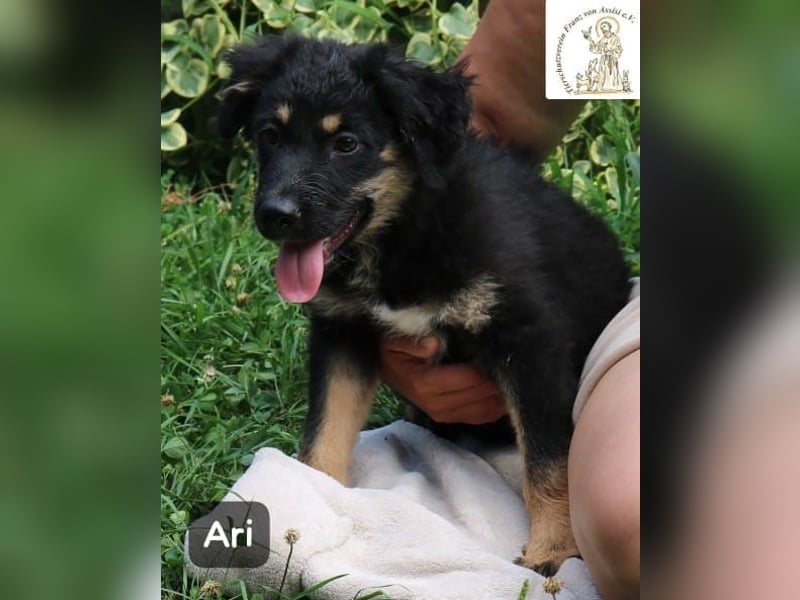 Ari – Kleiner Entdecker sucht großes Glück!
