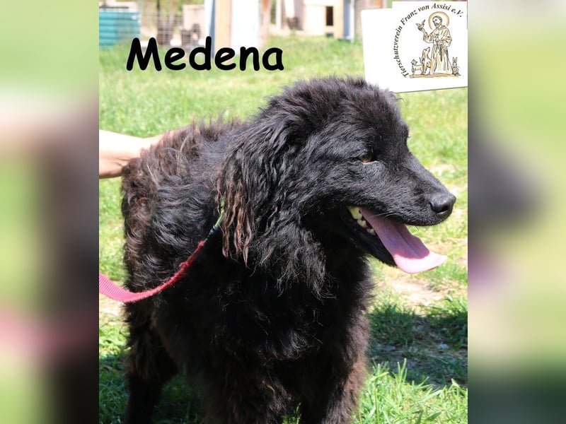 Medena – kleiner, neugieriger Kuschelwuschel