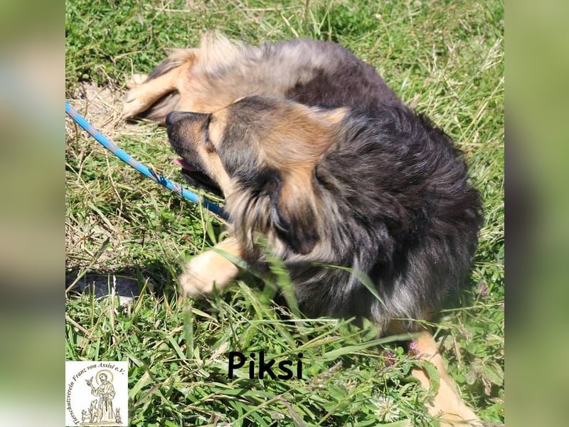 Piksi – ein Energiebündel, das raus will