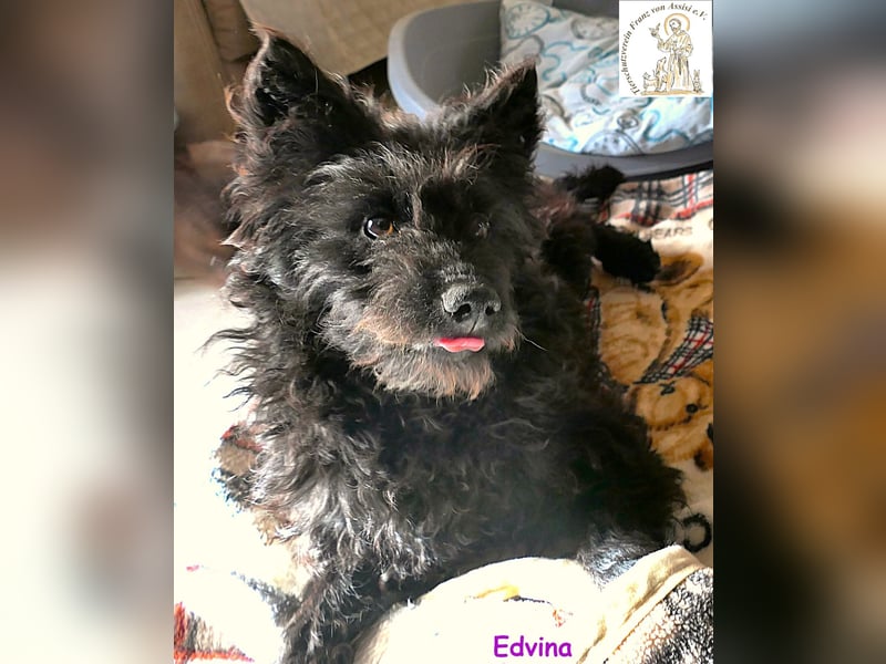 Edvina – die lebensfrohe Junghündin