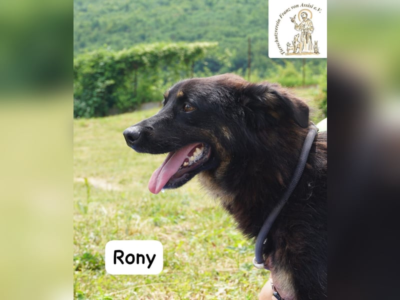 Rony – Kein Draufgänger, sondern ein Freund fürs Leben!