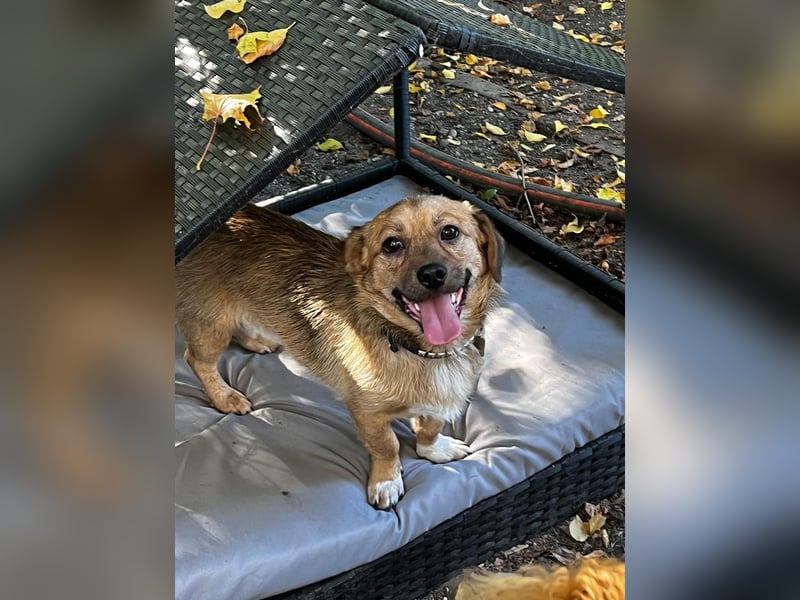 Rocco – klein, charmant und am liebsten mittendrin!