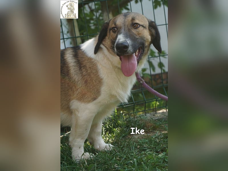 Ike – Lang, lustig, liebenswert – ein Unikat auf vier Pfoten!