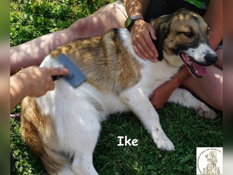 Ike – Lang, lustig, liebenswert – ein Unikat auf vier Pfoten!