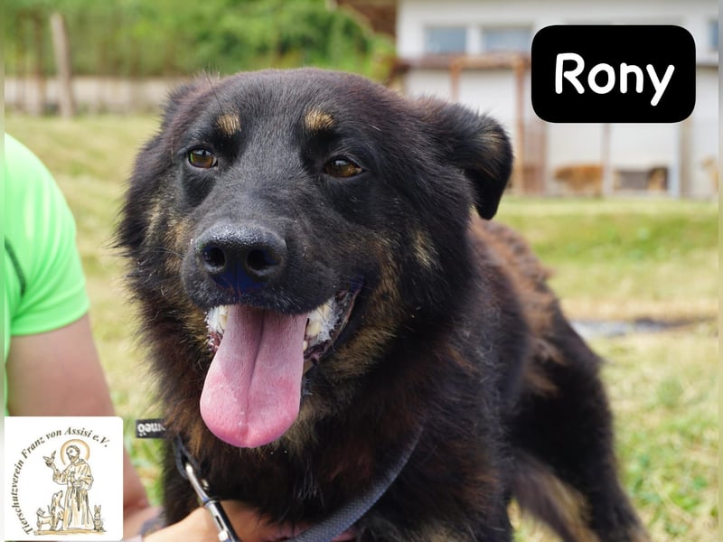 Rony – Kein Draufgänger, sondern ein Freund fürs Leben!