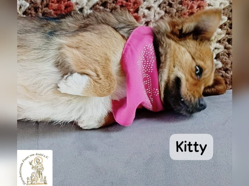 Kitty – bereit für einen Neuanfang!
