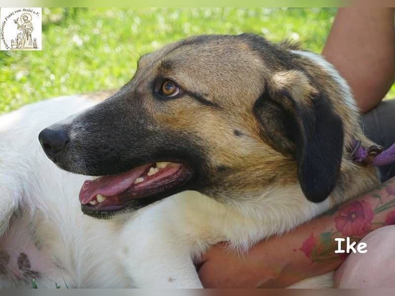 Ike – Lang, lustig, liebenswert – ein Unikat auf vier Pfoten!