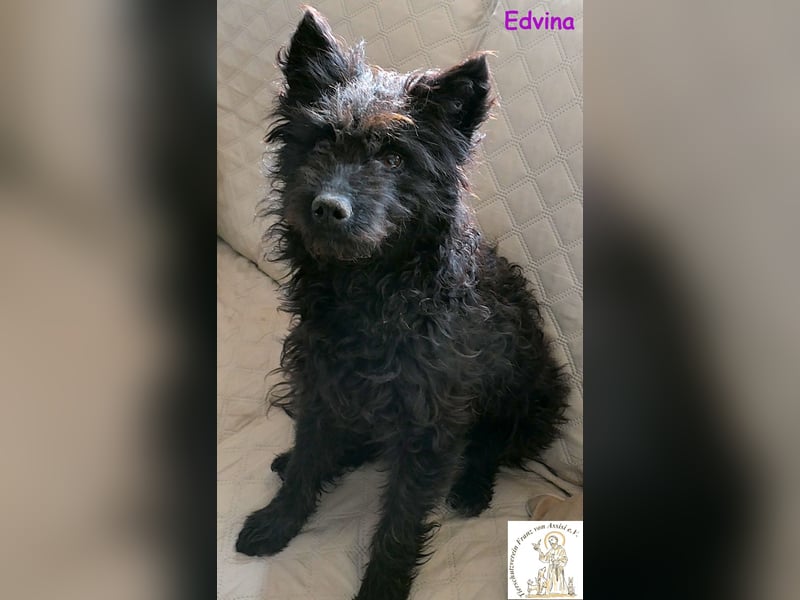 Edvina – die lebensfrohe Junghündin