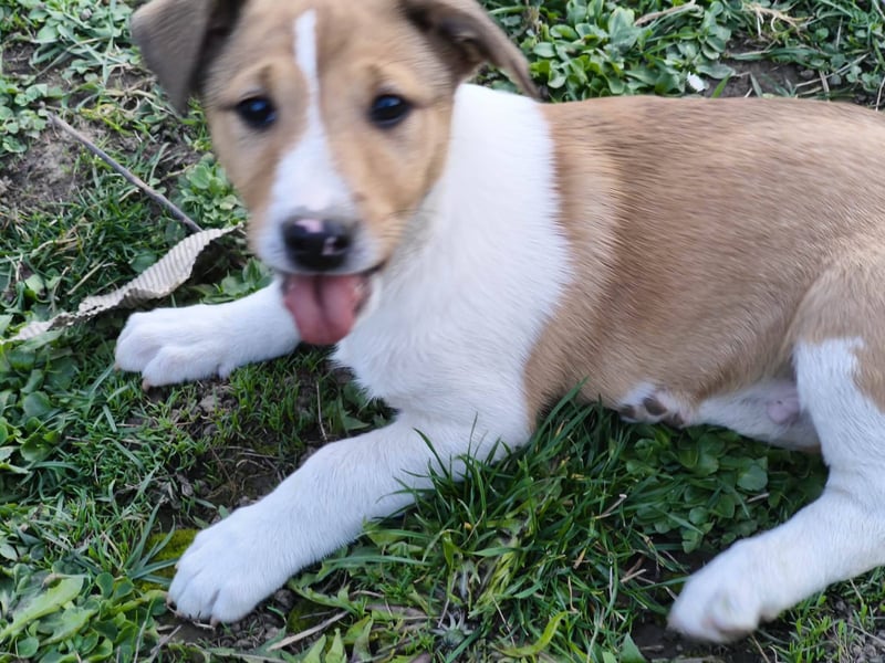 Billy, Jack Russel Mix Baby