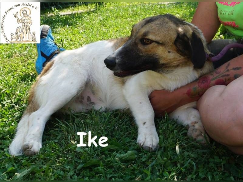 Ike – Lang, lustig, liebenswert – ein Unikat auf vier Pfoten!