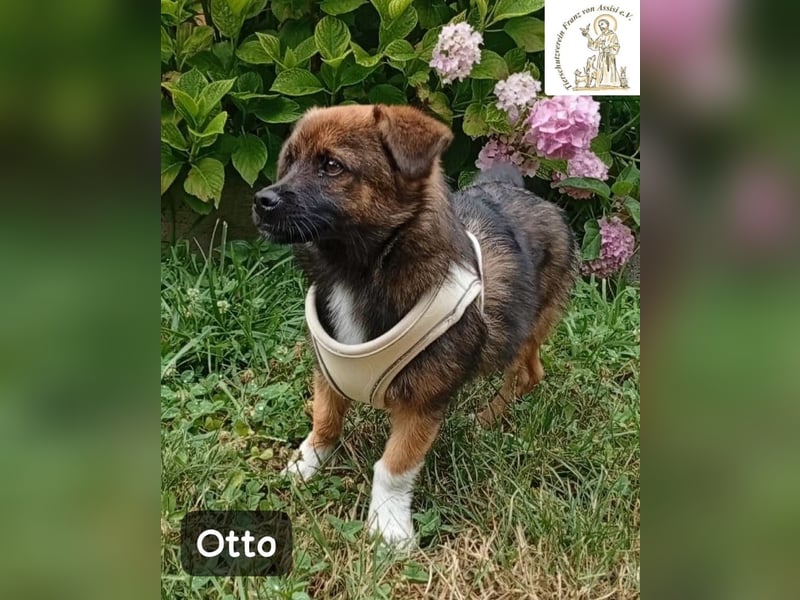 Otto – Das Beste beginnt oft mit einem kleinen Abenteuer!