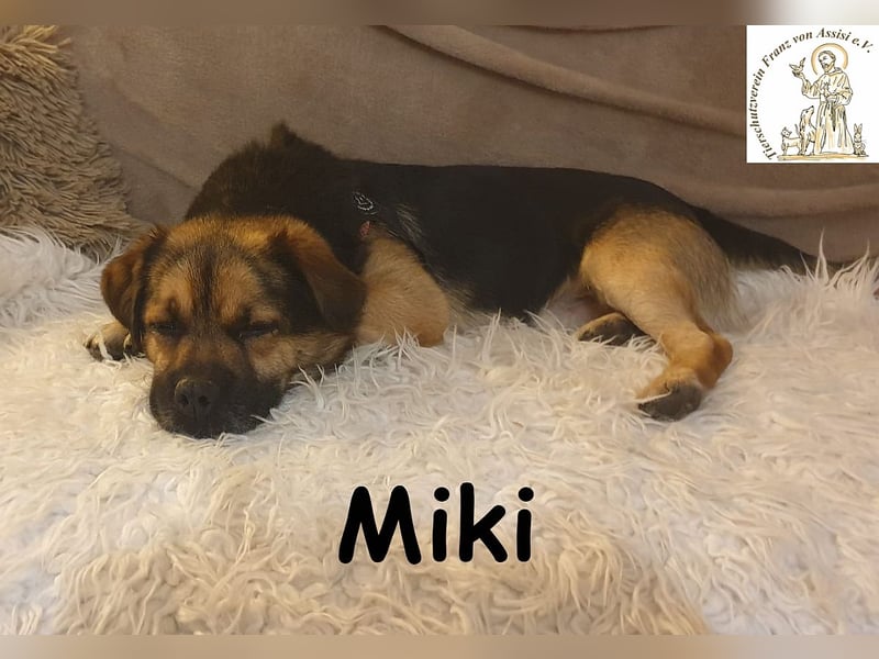 Kleiner Miki hat sein Hundeherz zu verschenken!