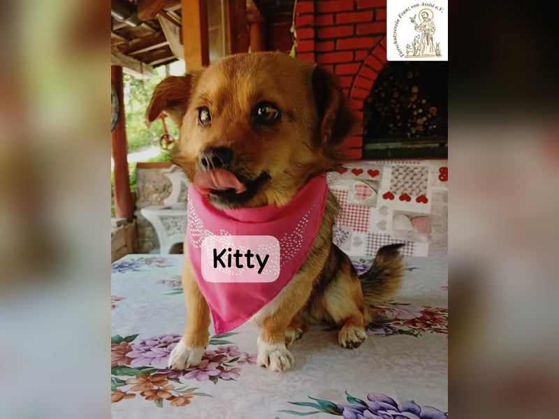Kitty – bereit für einen Neuanfang!