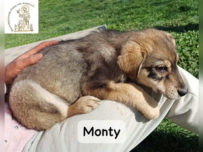 Monty – klein, wild, wunderbar!