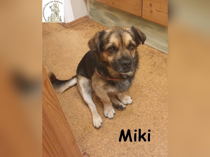 Kleiner Miki hat sein Hundeherz zu verschenken!
