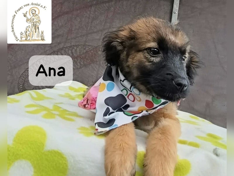 Ana – kleine Pfoten, große Abenteuer im Kopf!