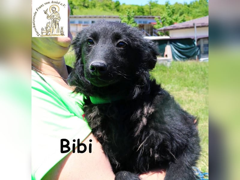 Bibi – nicht laut, nicht wild, aber echt!