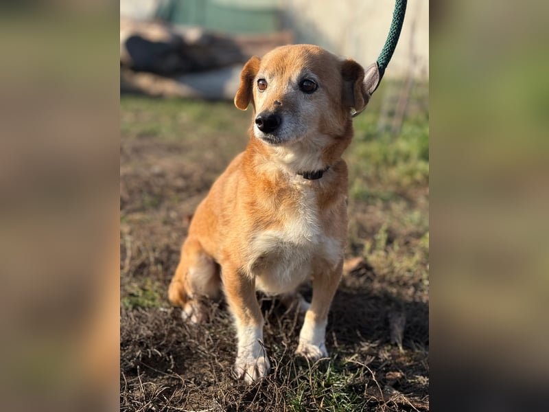 Liebenswürdige Rose sucht ihr Zuhause