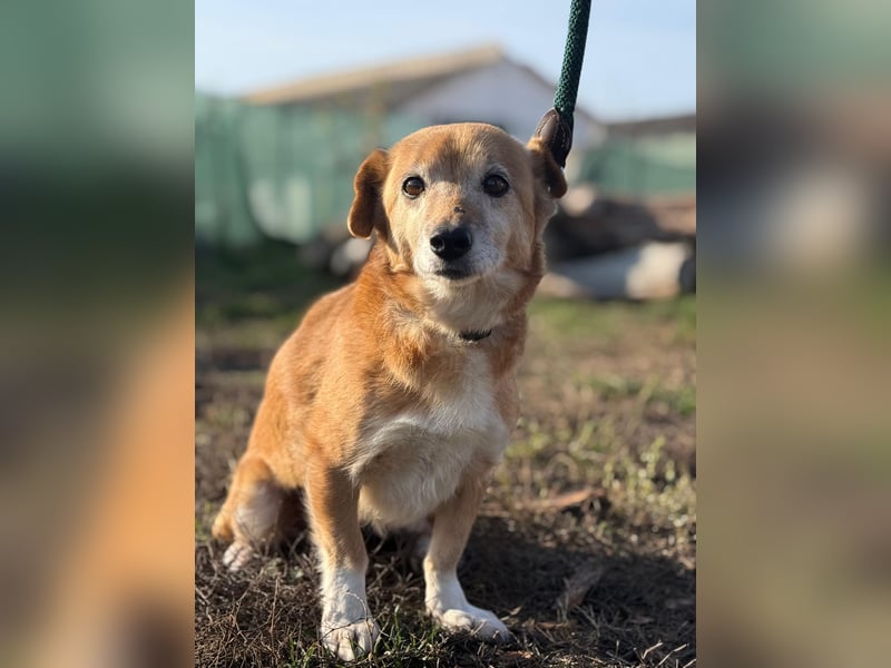 Liebenswürdige Rose sucht ihr Zuhause