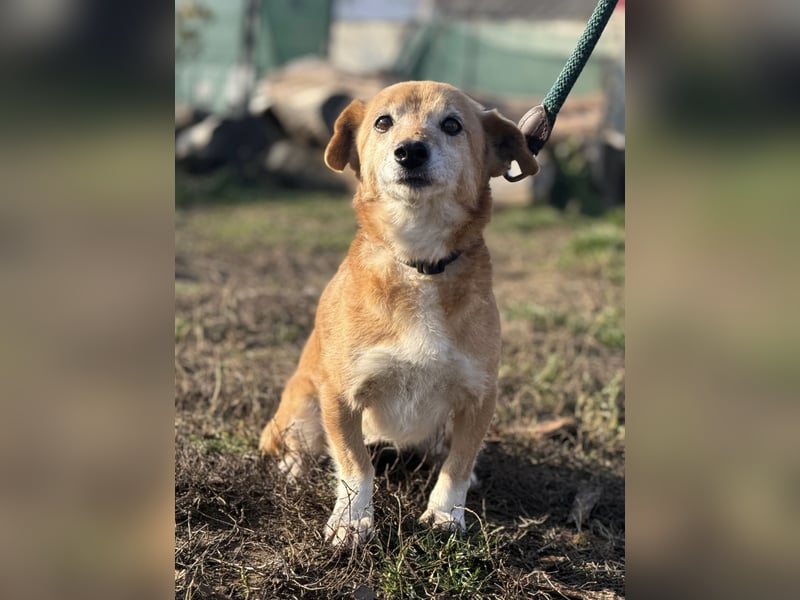 Liebenswürdige Rose sucht ihr Zuhause
