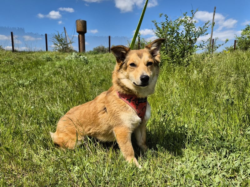 Kleine Hazel sucht liebe Menschen