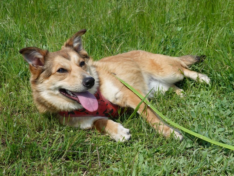Kleine Hazel sucht liebe Menschen