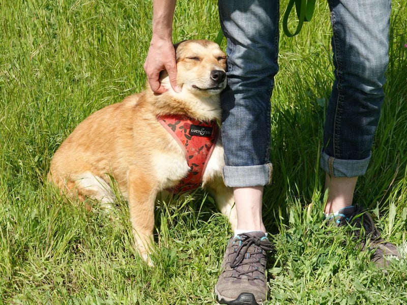 Kleine Hazel sucht liebe Menschen