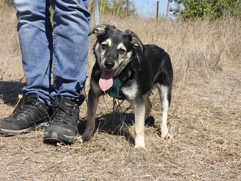 Kleiner Vince sucht neuen Wirkungskreis