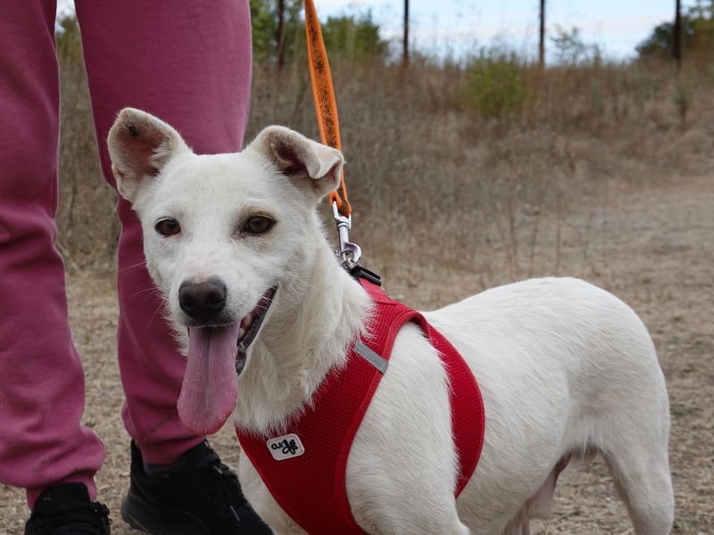 Fröhlicher Benji sucht seine Menschen