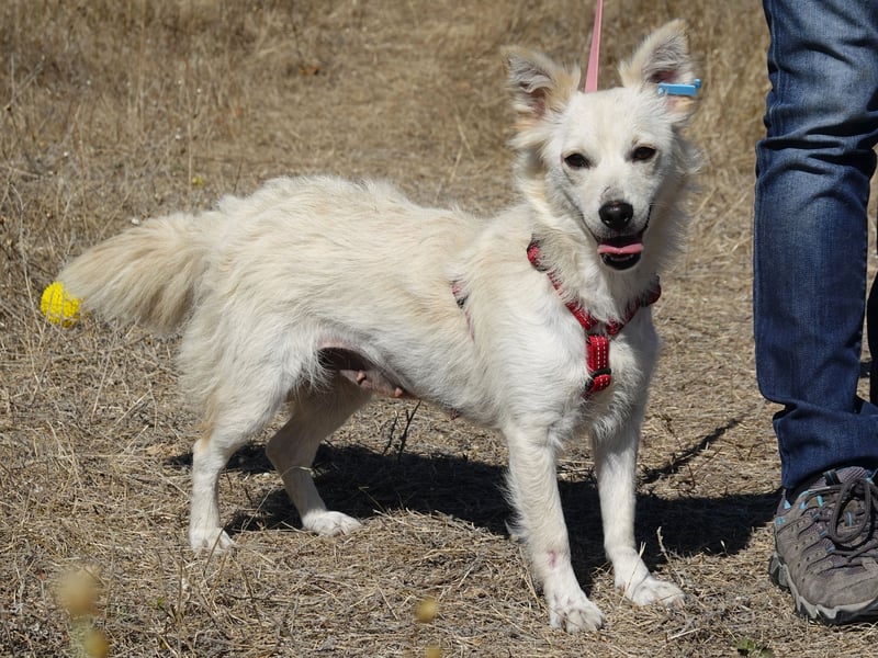 Süße Yuki sucht ihre Menschen