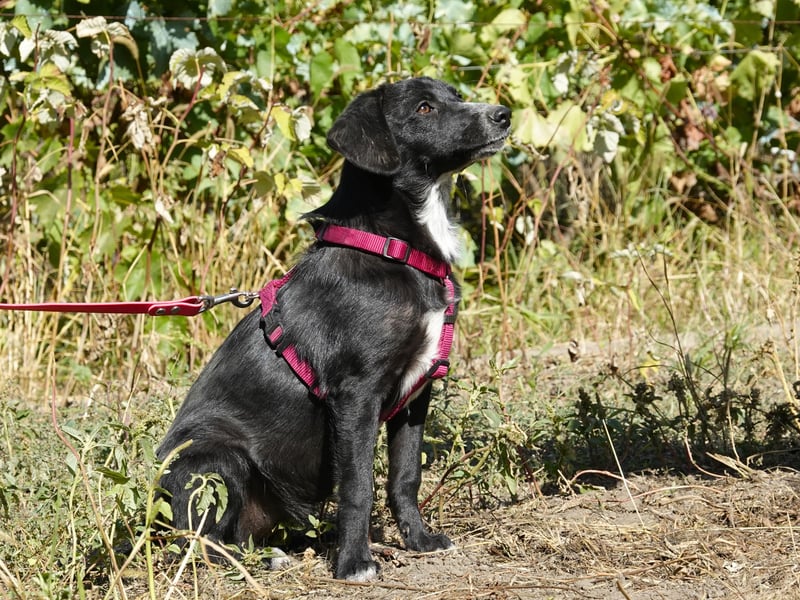 Liebe Lani sucht ihre Familie