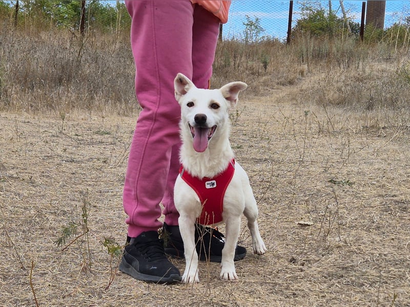 Fröhlicher Benji sucht seine Menschen