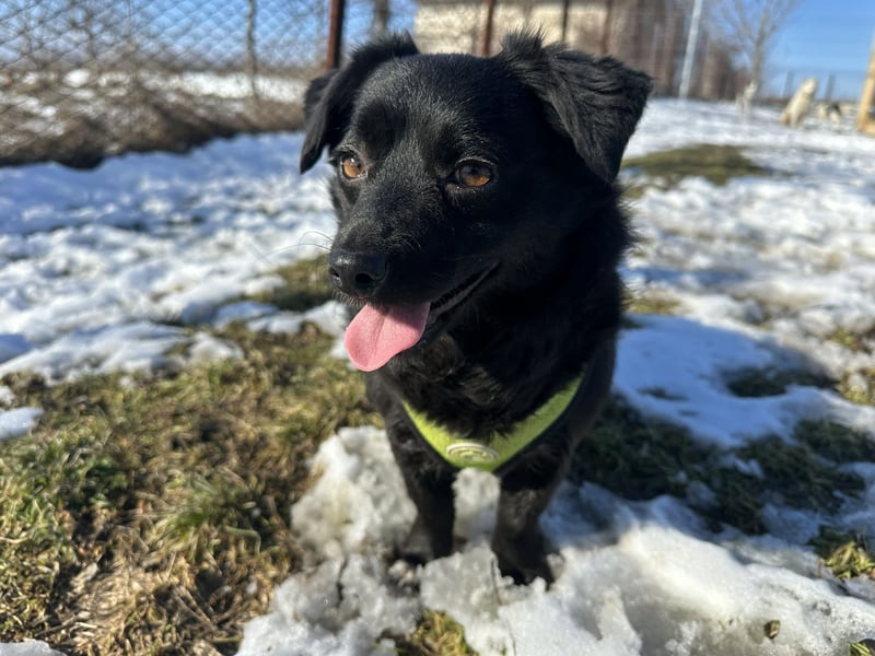 Sanfte Nisha sucht ihre Menschen