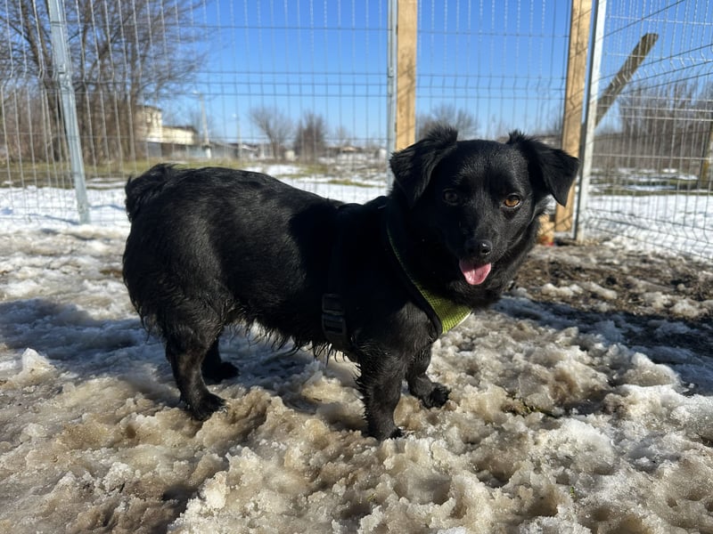 Sanfte Nisha sucht ihre Menschen