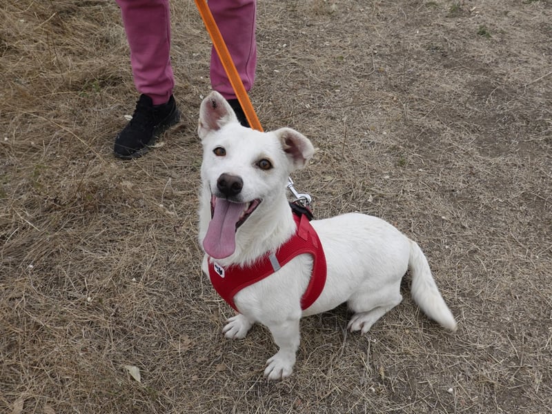 Fröhlicher Benji sucht seine Menschen