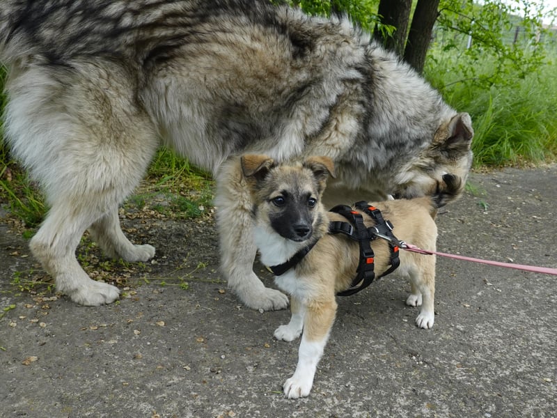 Süße Kira sucht ihre Familie