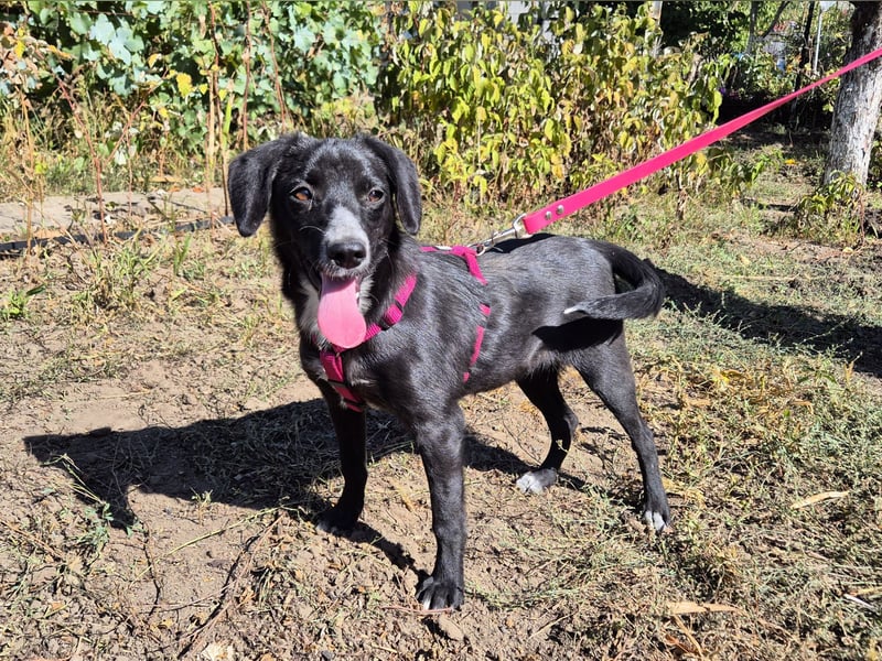 Liebe Lani sucht ihre Familie