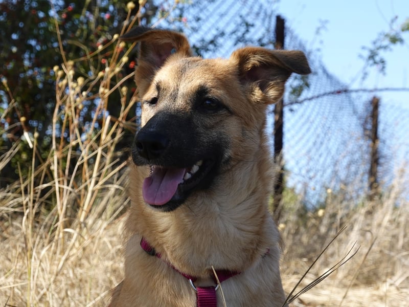 Süße Candy sucht ein Zuhause