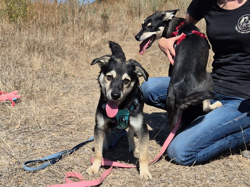 Kleiner Vince sucht neuen Wirkungskreis