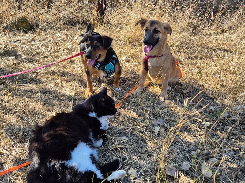 Süße Candy sucht ein Zuhause