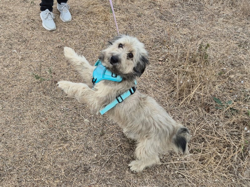 Süßer Idefix sucht sein Glück