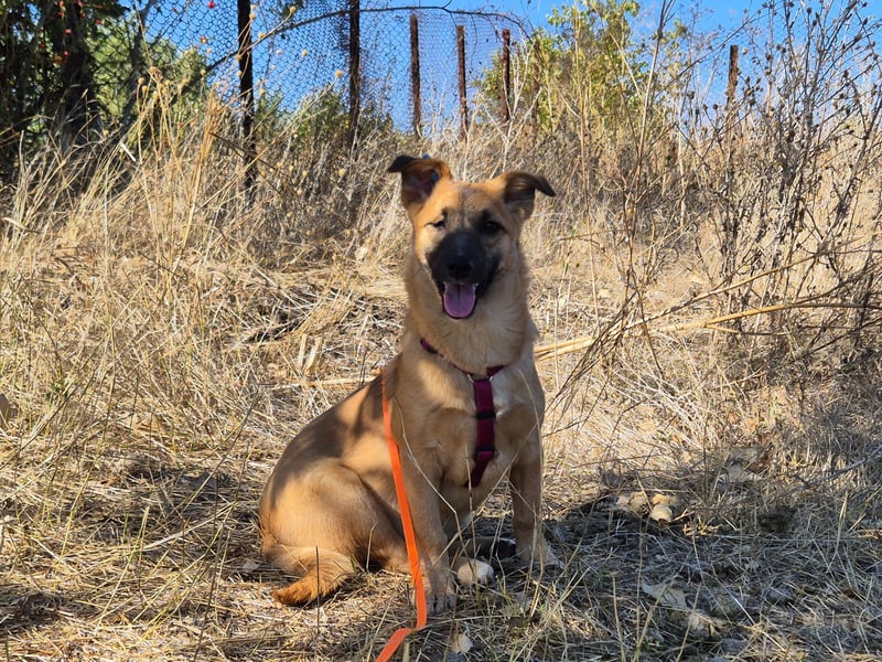 Süße Candy sucht ein Zuhause