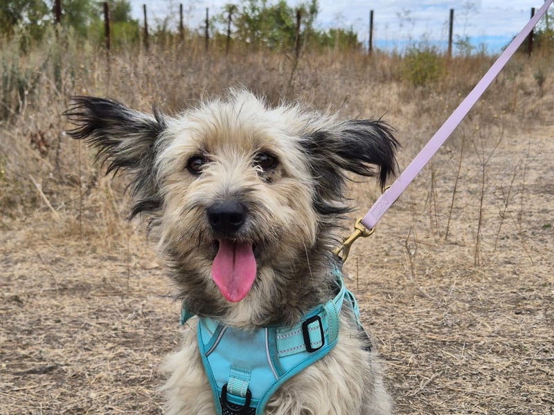 Süßer Idefix sucht sein Glück