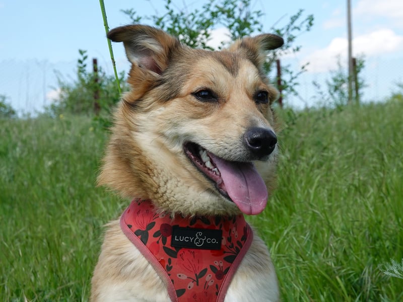 Kleine Hazel sucht liebe Menschen