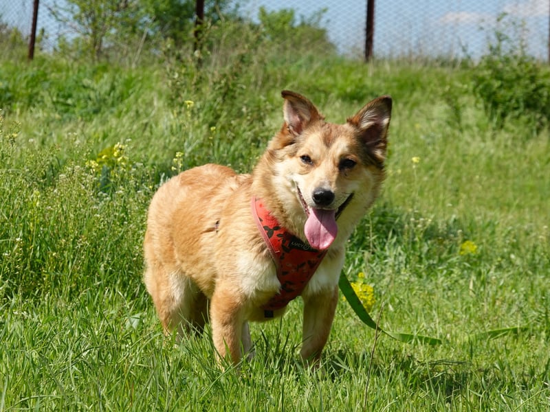 Kleine Hazel sucht liebe Menschen