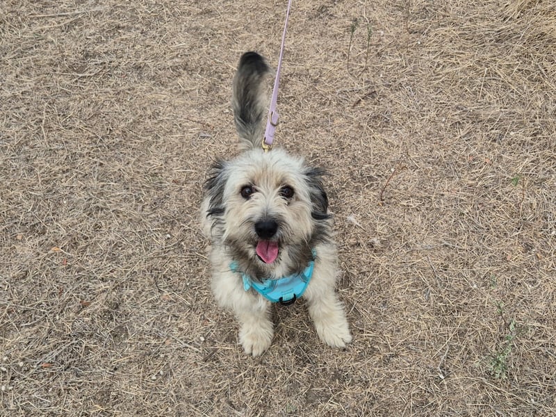 Süßer Idefix sucht sein Glück