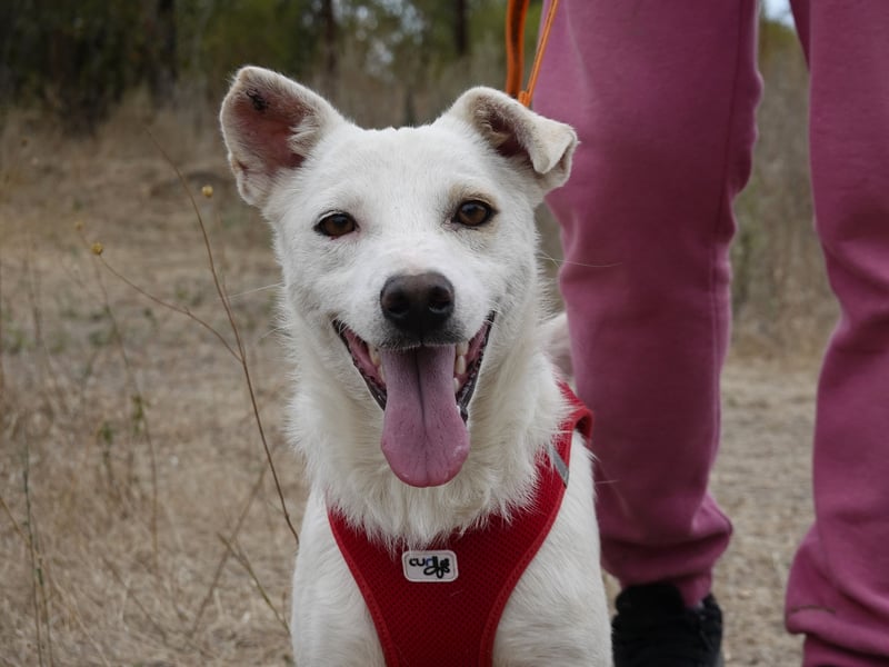 Fröhlicher Benji sucht seine Menschen